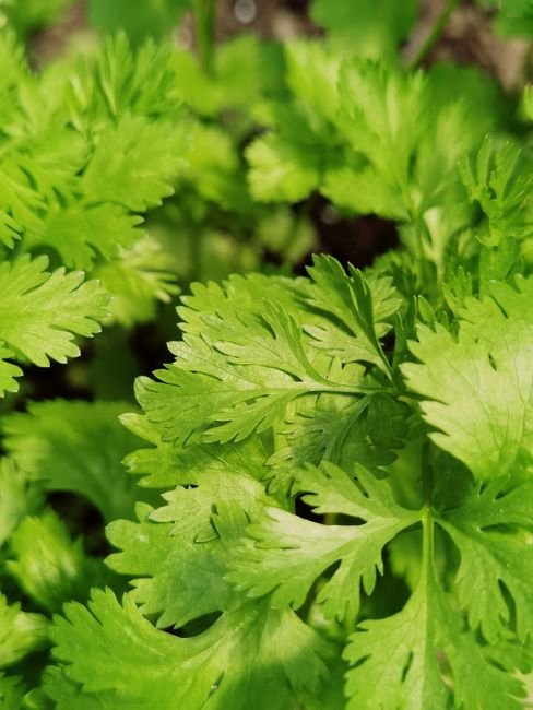 Fresh Coriander Leaves