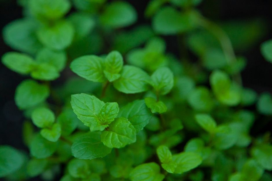 Fresh Mint Leaves