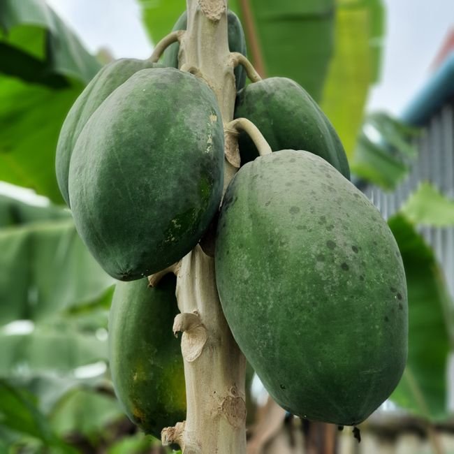 Fresh Papaya