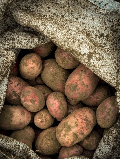 Fresh Potatoes