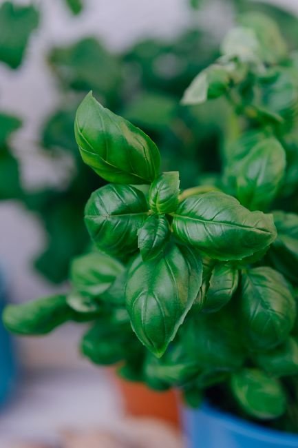 Fresh Herbs